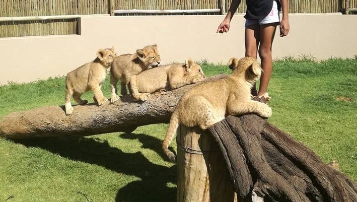 Four lion cubs rest on logs in an enclosure as someone tries to pet them.